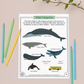 Nature, Gratitude, Mindset - Whales Activity Pack (Ages 4+) 🍁